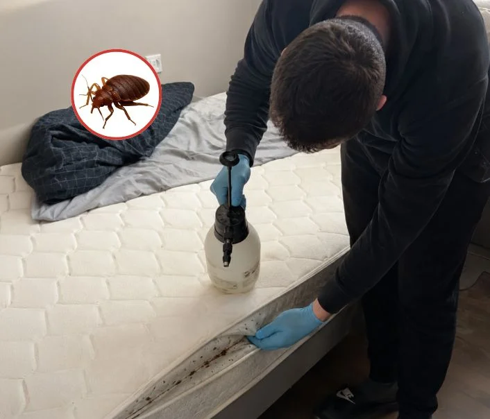 Technicien traitant un matelas contre les punaises de lit à Andelu
